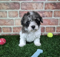 Mini Poodle