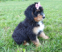 Lacy Female Bernedoodle $1150