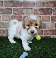 Mini Poodle