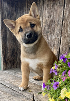 Shiba Inu