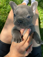 French Bulldog
