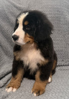 Bernese Mountain Dog