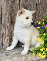Shiba Inu
