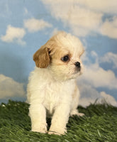 Cavapoo