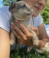French Bulldog