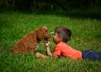 Mini Goldendoodle