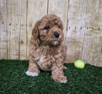Mini Poodle