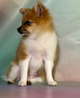 Pomeranian