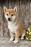 Shiba Inu