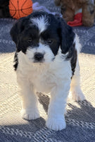 Cavapoo