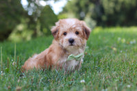  Morkie