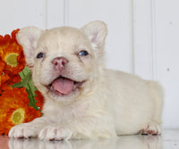 Fluffy French Bulldog