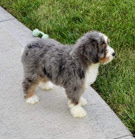 Mini Bernedoodle