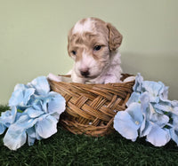 Mini Poodle