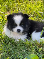 Pomeranian