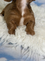Mini Dachshund