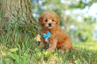Maltipoo