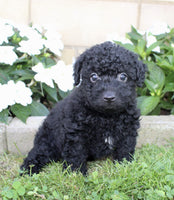 Yorkipoo