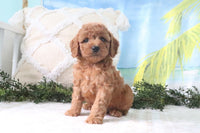 Cavapoo