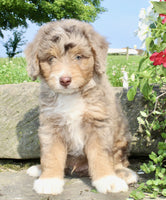 Mini Aussiepoo