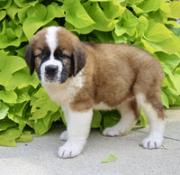 Saint Bernard