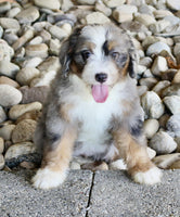 Mini Bernedoodle