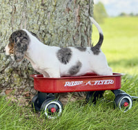 Mini Dachshund