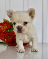 Fluffy French Bulldog