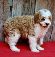 Mini Poodle