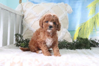 Cavapoo