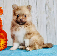 Pomeranian