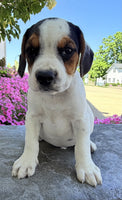 Beabull