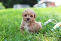 Maltipoo