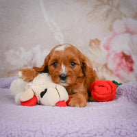Cavapoo