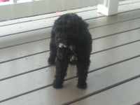 Mini Poodle