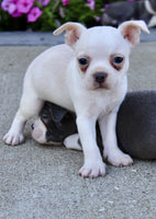 Boston Terrier