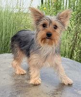 Yorkshire Terrier