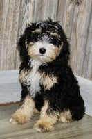 Mini Bernedoodle