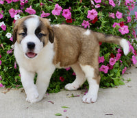 Saint Bernard