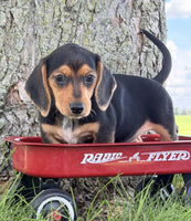 Mini Dachshund