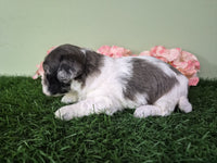 Mini Poodle