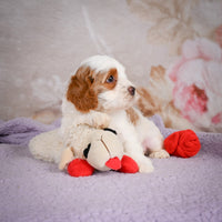 Cavapoo
