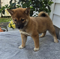  Shiba Inu