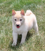 Shiba Inu