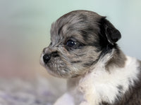 Schnoodle