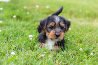 Morkie
