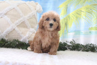 Cavapoo