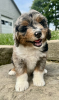 Mini Aussiepoo