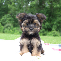 Morkie