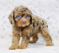 Cavapoo